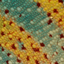 A close-up view of the skin of a panther chameleon (Furcifer pardalis). Note the water droplet close to the top right corner: the skin of reptiles is often highly hydrophobic.