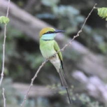 A structurally coloured bird (I suppose). Photo taken at Kumana National Park (Sri Lanka).
