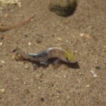 These curious fish are endemic to the Death Valley's Salt Creek and Cottonball Marsh.